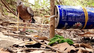 How To Make Bird Trap Using a Can
