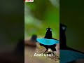 burung dari surga#shorts#animals#vidio