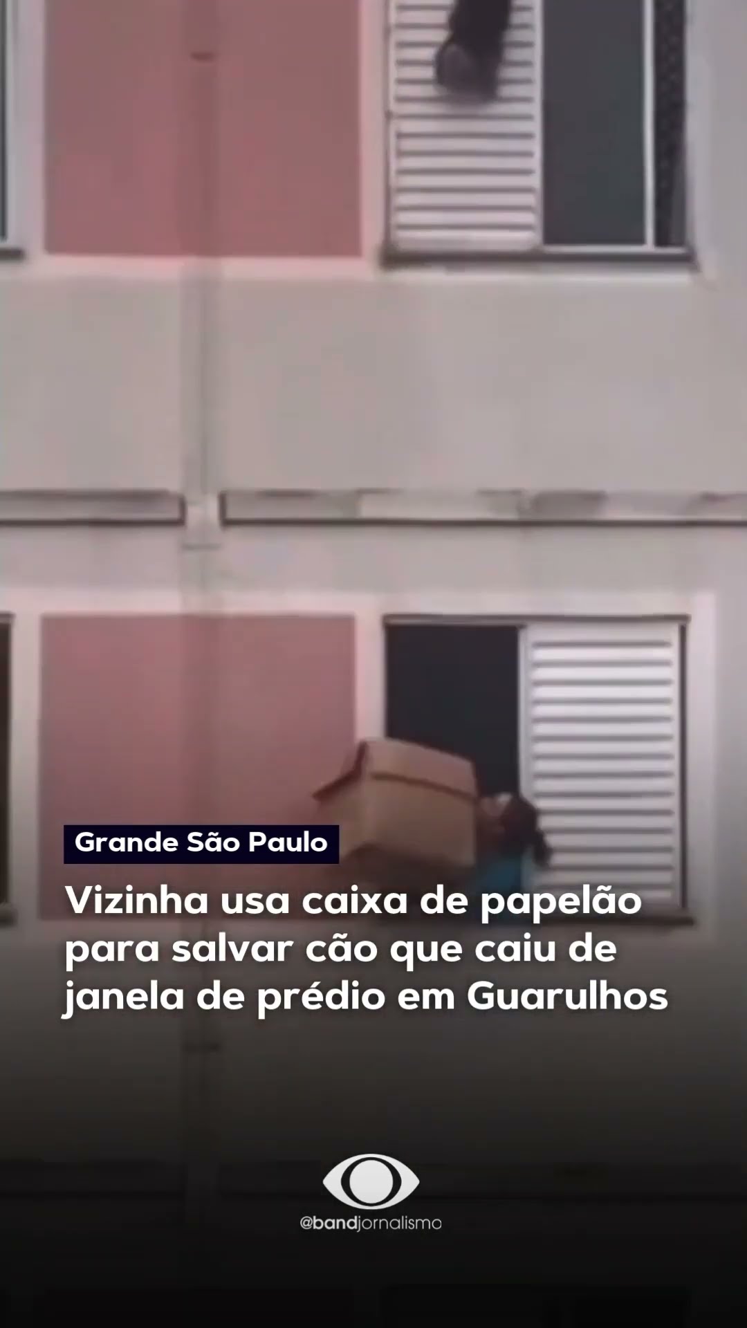 Vizinha usa caixa de papelão para salvar cão que caiu de janela de prédio #shorts