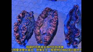 砗磲五爪贝饲养指南