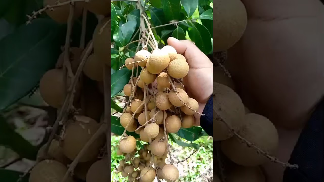 ลงพื้นที่แม่วาง