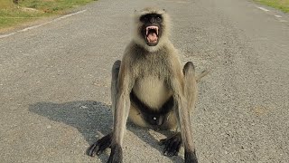 Look at how the gray langurs are roaming and sitting peacefully on the road.
