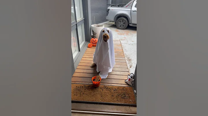 Halloween is a scary time of year #halloween #dogs #ghost