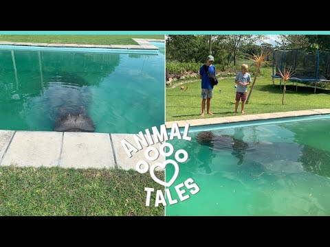 Video: How To Get A Hippopotamus Out Of The Pool