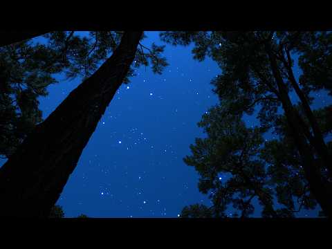 Crickets & Owl Sounds Under the Starry Night | Relaxing Summer Night Ambience for Deep Sleep