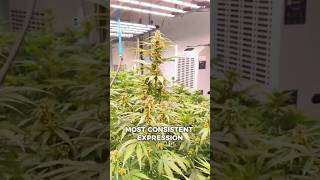 Apricot Auto Selection | part 2