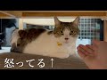 わんこが来た!抱っこを信じられない目で見る猫たち