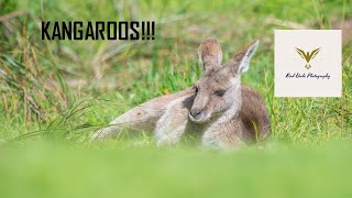 Eastern Grey Kangaroo | Aussie Animals