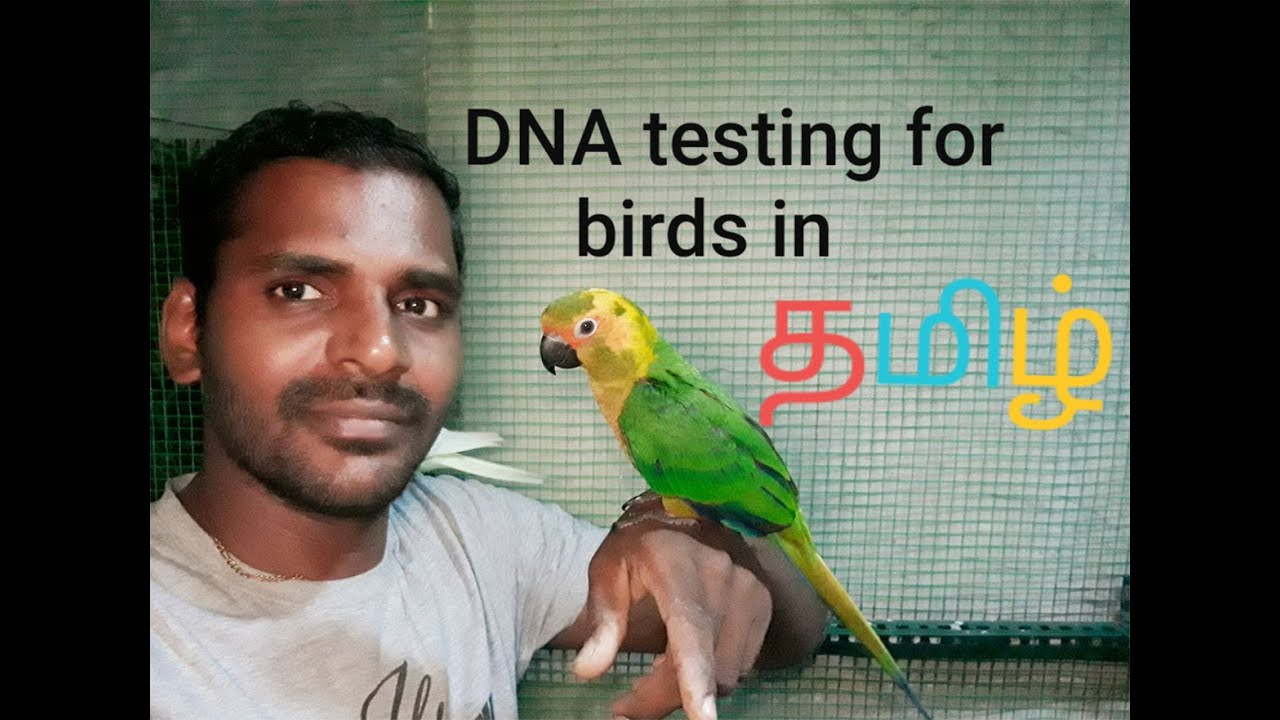 Dna Testing For Birds In Tamil Youtube