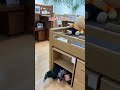 隠れる Shorts しょうやん男三兄弟 隠れる Shorts しょうやん男三兄弟