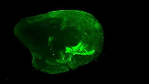 Thy1-GFP and c-Fos, Mouse Hemisphere