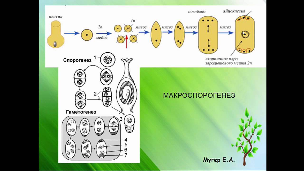 Стадии мужского гаметофита. Гаметогенез у цветковых растений. Схема спорогенеза и гаметогенеза у растений. Спорогенез гаметогенез двойное оплодотворение. Мегаспорогенез у покрытосеменных.