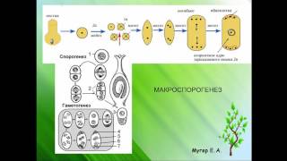 Спорогенез, гаметогенез, двойное оплодотворение