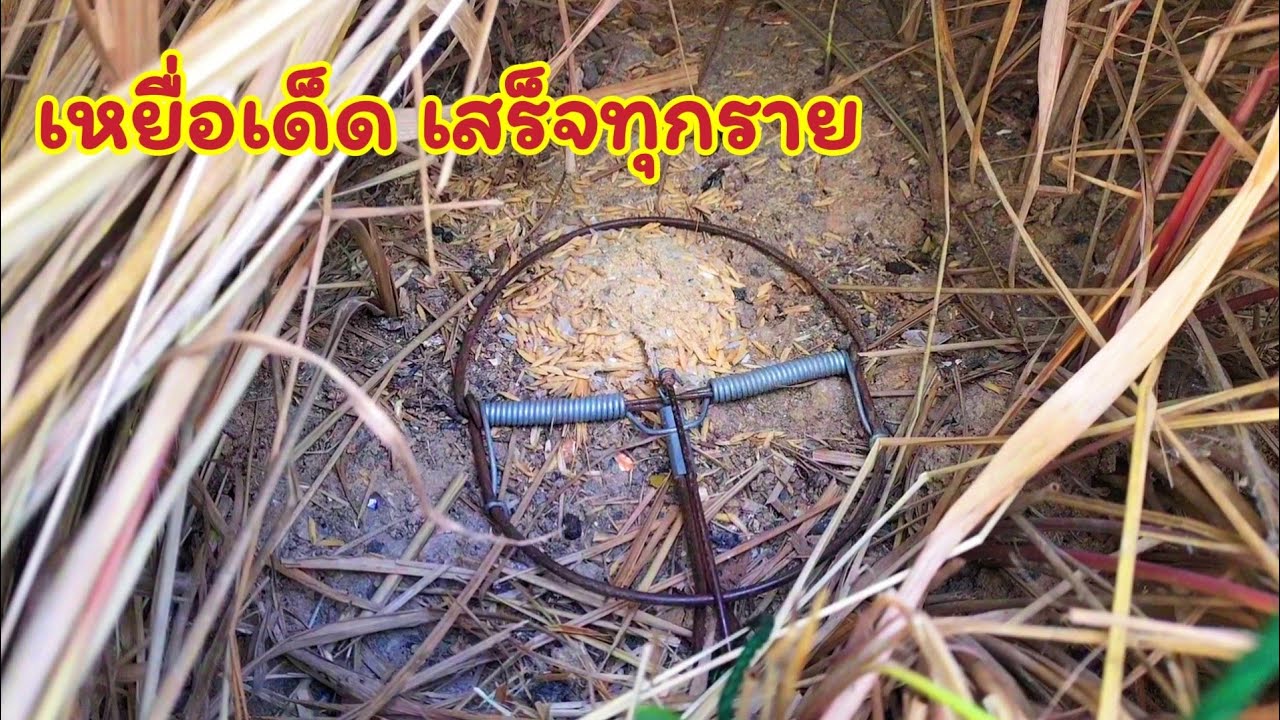 ดักหนูนาหาอยู่หากิน ลุ้นระทึก! หมานสุดๆจนฉุดไม่อยู่ ทั้งได้เยอะทั้งตัวใหญ่ แทบเอากลับบ้านไม่ไหว 