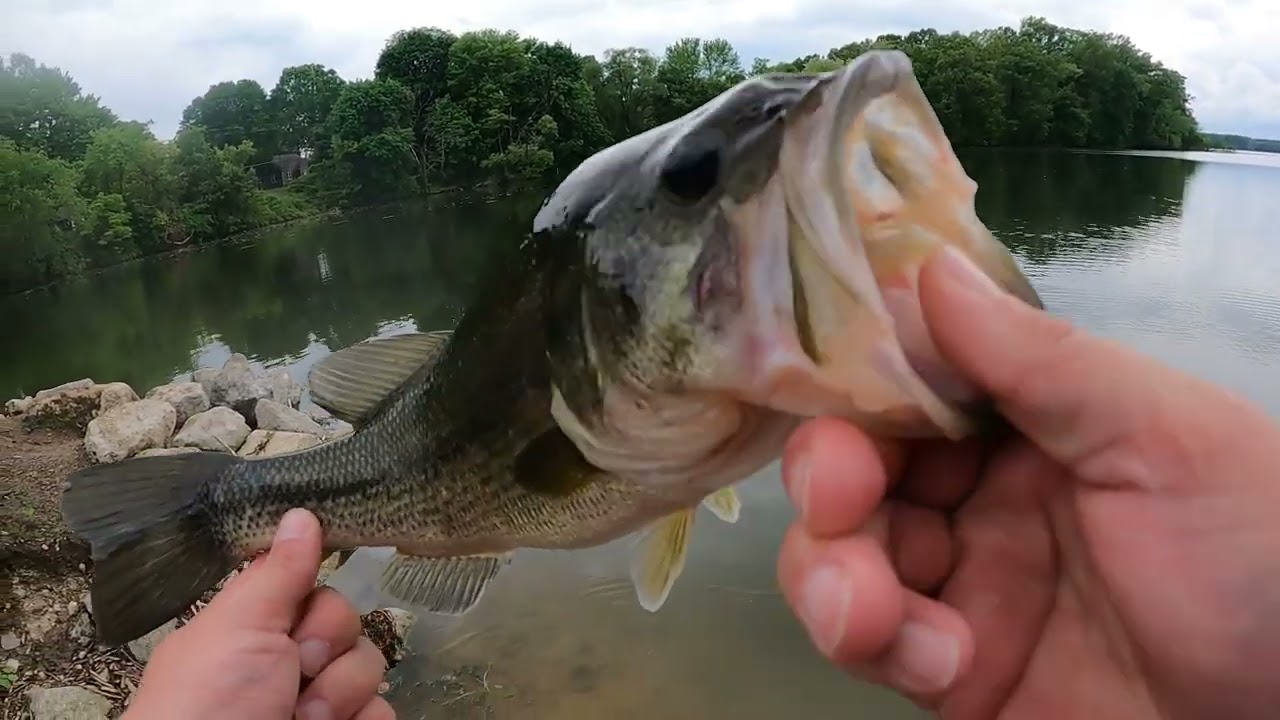BASS FISHING OHIO MAY THROUGH EARLY JUNE 2024