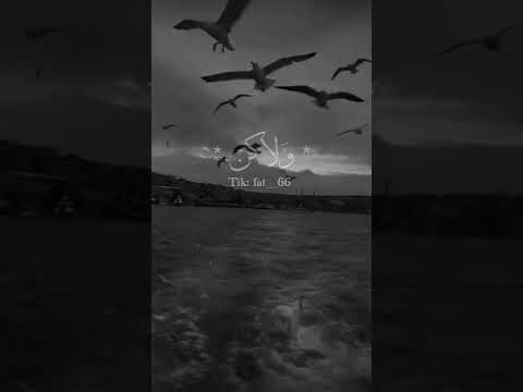 رحلوا وانكسرت قلوبنا لفراقهم ا