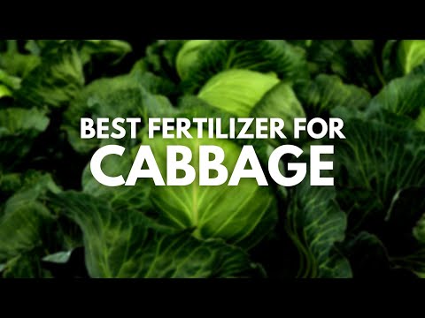 Best Fertilizer for Cabbage - Juicy and Tasty Cabbages - YouTube