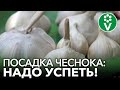 ПОСАДКА ЧЕСНОКА ВЕСНОЙ! Как подготовить и правильно посадить чеснок на практике с секретами!