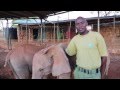 Tano's return to DSWT's Nairobi Nursery | Sheldrick Trust