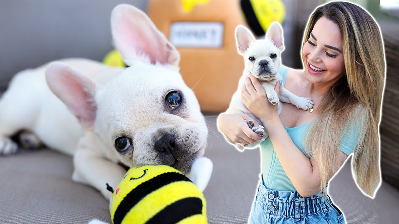 Surprising My Girlfriend With Our New Puppy!