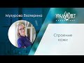 Строение кожи. Музурова Екатерина #убвк_дерматология