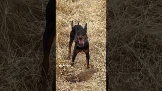 Mango the Manchester Terrier  Hunting Ground Squirrels  #manchesterterrier #huntingdog