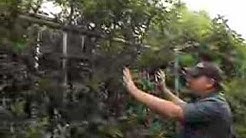 44 Dave Wilson Nursery Backyard Orchard Pictures Homelooker