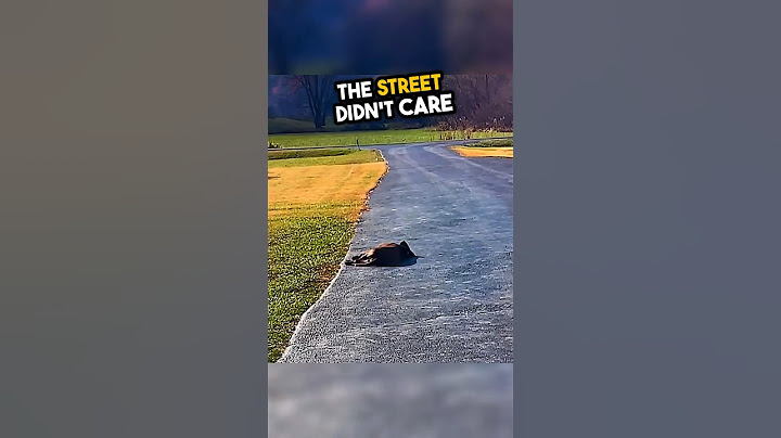 This dog’s loyalty for her owner is inspiring 🥹💕 #shorts