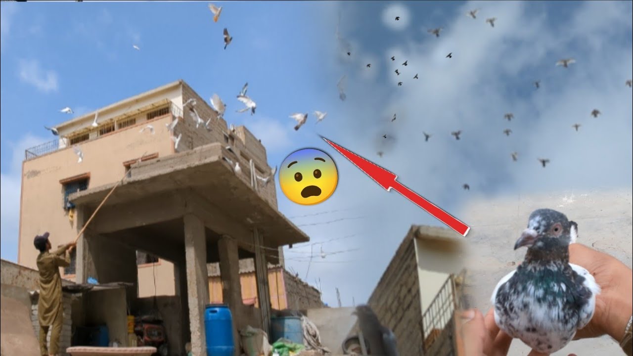 Pkra Hua Kabootar Jaal Sa Nikal Gya😨 ||  Sub Kabootaron Ka Sath Urra Dia🤩. 