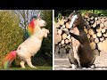 Cutest And funniest horse Videos Compilation cute moment of the horses - Horse world #5