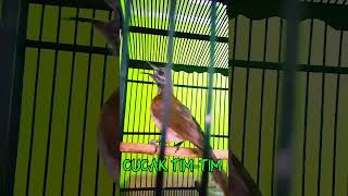 Cucak Tim-Tim Gacor Dorr Masteran Wajib