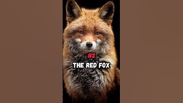 Thumbnail of Top 3 Creepiest Animal Sounds #shorts