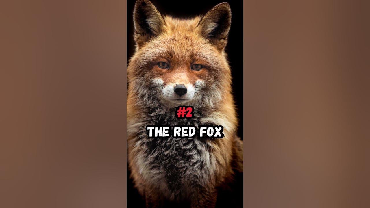 Top 3 Creepiest Animal Sounds #shorts