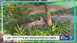 'Ratlantis': Rats take over Tampa intersection with network of tunnels