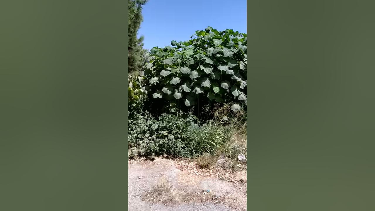 Павловния 9501. 25.08.2019 - YouTube