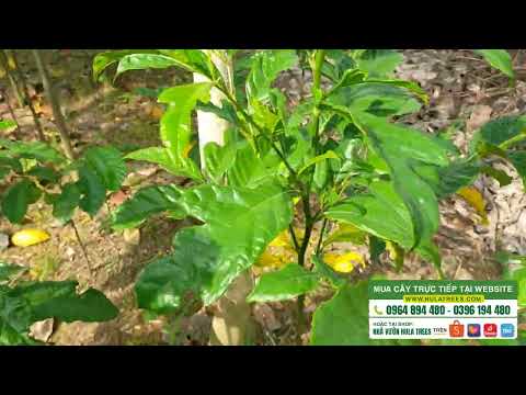 Video Bán cây chay, osaka, bàng đài loan giống các kích cỡ - youtube