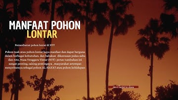 Video Dokumenter Manfaat pohon lontar. By Michael Abraham Doko Pariwana