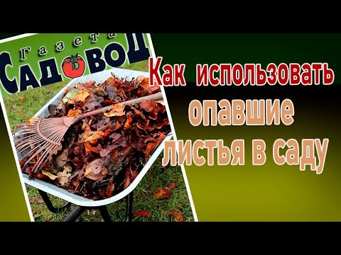 Как использовать опавшие листья в саду