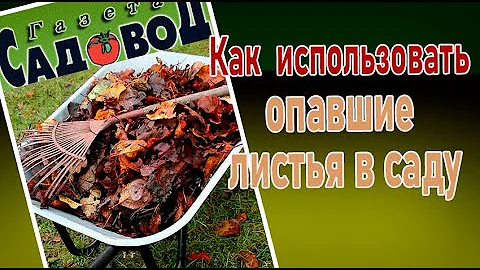 Как использовать опавшие листья в саду