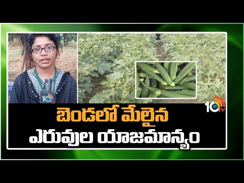 బెండలో మేలైన ఎరువుల యాజమాన్యం | Better management of fertilizers | Matti Manishi | 10TV