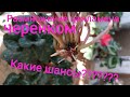 Цикламен (Cyclamen) Размножение цикламена черенком. Шансы есть????