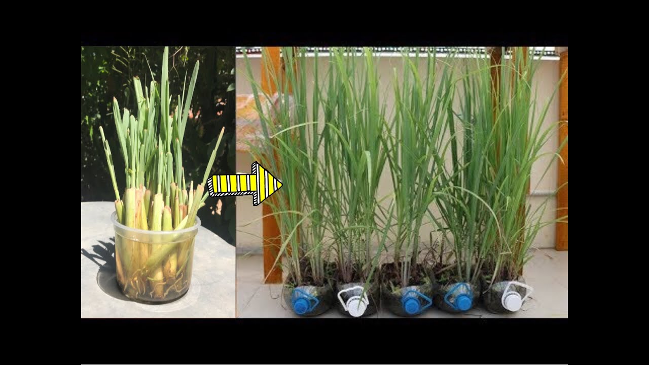 Excess plastic bottles are also used to grow lemongrass [ AgriKH