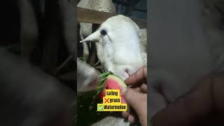 It turns out that sheep don't only like to eat grass. #shortvideo #domba #goat #eating