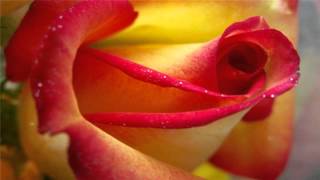 flower wallpaper mp3 beautiful flowers desktop mp3 mp4 hd hits flower wallpaper mp3 beautiful flowers desktop mp3 mp4 hd hits