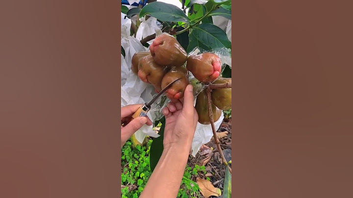 اغرب الفواكه بالعالم وجه قرد 🙊 The strangest fruits in the world