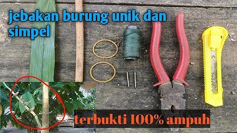 jebakan burung gereja dari benang jahit dan karet gelang #jebakanburung#caramembuatjebakanburung