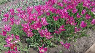 Hampton Court Tulips April 2026