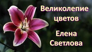 Великолепие цветов - Magnificence of Flowers - Елена Светлова