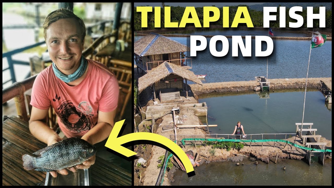 tilapia business plan philippines