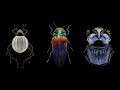 Mind-blowing, magnified portraits of insects | Levon Biss